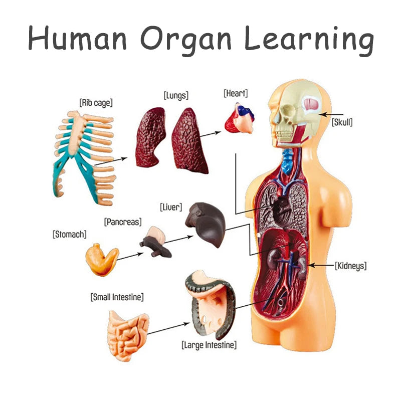 3D Human Body Torso Model Educational Assembly Learning DIY Toys Human Body Organ Teaching Tools Early Learning Toy for Children