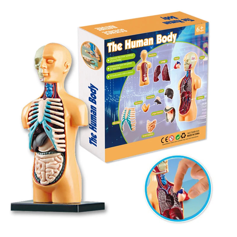 3D Human Body Torso Model Educational Assembly Learning DIY Toys Human Body Organ Teaching Tools Early Learning Toy for Children